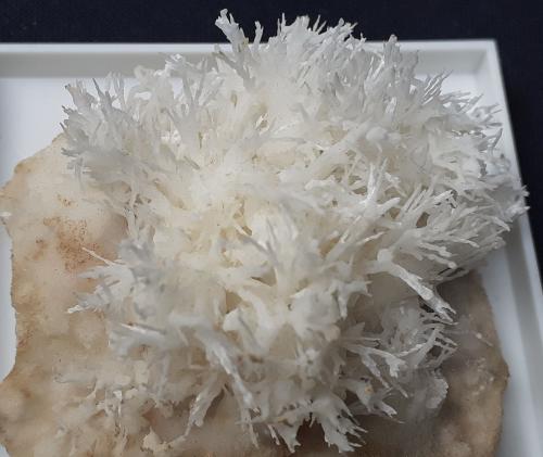 Aragonite (variety flos ferri)<br />Nals-Prissian Mine, Nalles (Nals), Autonomous Province South Tyrol, Trentino-Alto Adige (Trentino-Südtirol), Italy<br />4 x 4 cm<br /> (Author: Volkmar Stingl)