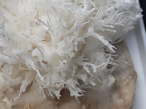 Aragonite (variety flos ferri)<br />Nals-Prissian Mine, Nalles (Nals), Autonomous Province South Tyrol, Trentino-Alto Adige (Trentino-Südtirol), Italy<br />4 x 4 cm<br /> (Author: Volkmar Stingl)