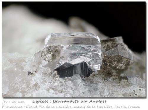 Bertrandite on Anatase<br />Grand Pic de la Lauzière, Macizo La Lauzière, Saint-Jean-de-Maurienne, Saboya, Auvergne-Rhône-Alpes, Francia<br />fov 7.5 mm<br /> (Author: ploum)