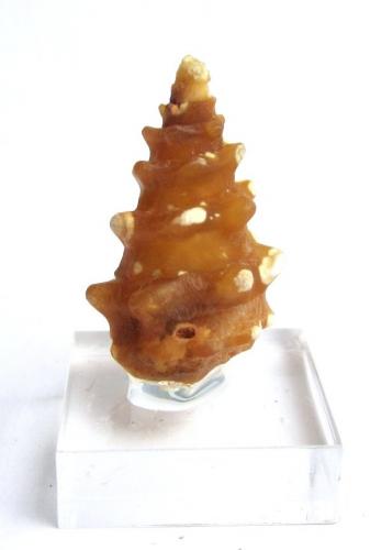 Quartz (variety chalcedony) after snail<br />Dakhla, Morocco (Western Sahara)<br />Specimen height 2,5 cm<br /> (Author: Tobi)