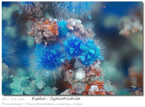 Cyanotrichite<br />Mina Christiana, Minas Kamariza, Agios Konstantinos, Distrito minero Lavrion, Prefectura Attikí (Attica), Grecia<br />fov 4.6 mm<br /> (Author: ploum)