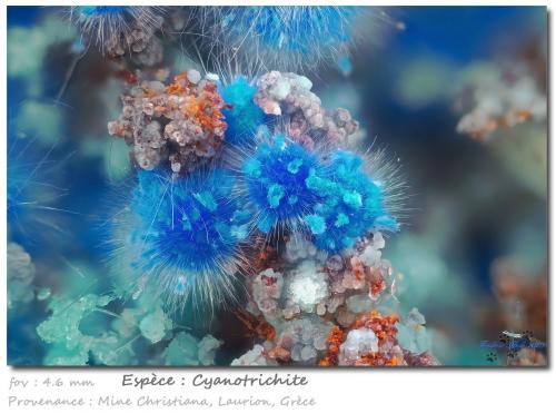 Cyanotrichite<br />Christiana Mine, Kamariza Mines, Agios Konstantinos, Lavrion Mining District, Attikí (Attica) Prefecture, Greece<br />fov 4.6 mm<br /> (Author: ploum)