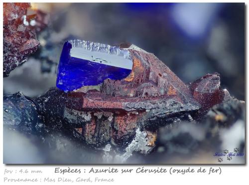 Azurite on Cerusite<br />Mas Dieu, Mercoirol, Alès, Gard, Occitanie, France<br />fov 4.6 mm<br /> (Author: ploum)