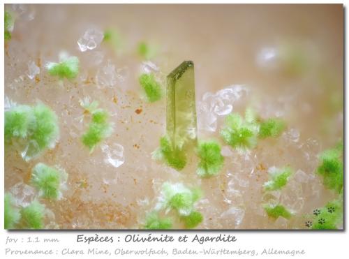 Olivenite and Agardite<br />Clara Mine, Rankach Valley, Oberwolfach, Wolfach, Black Forest, Baden-Württemberg, Germany<br />fov 1.1 mm<br /> (Author: ploum)