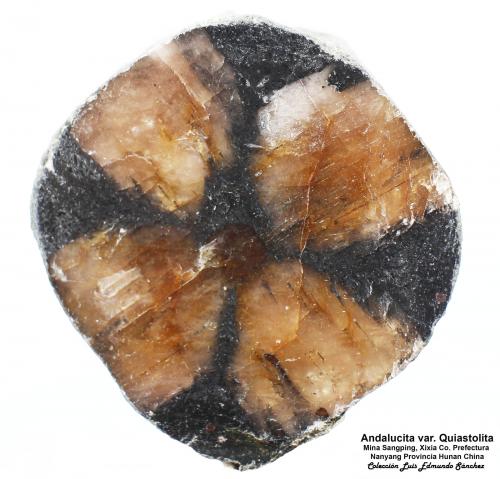 Andalucita (variedad quiastolita)<br />Mina Sangping (Mina Xixia), Xixia, Prefectura Nanyang, Provincia Henan, China<br />3.5x3.5x1 cm<br /> (Autor: Luis Edmundo Sánchez Roja)