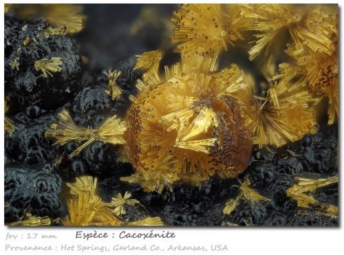 Cacoxenite<br />Hot Springs, Garland County, Arkansas, USA<br />fov 1.7 mm<br /> (Author: ploum)