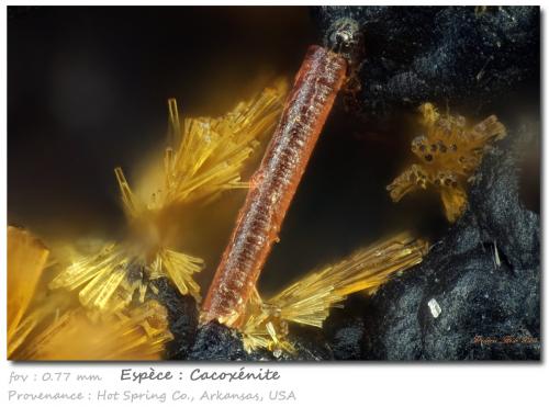 Cacoxenite<br />Hot Springs, Garland County, Arkansas, USA<br />fov 0.77 mm<br /> (Author: ploum)