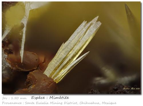 Mimetite<br />Santa Eulalia District, Municipio Aquiles Serdán, Chihuahua, Mexico<br />fov 1.5 mm<br /> (Author: ploum)