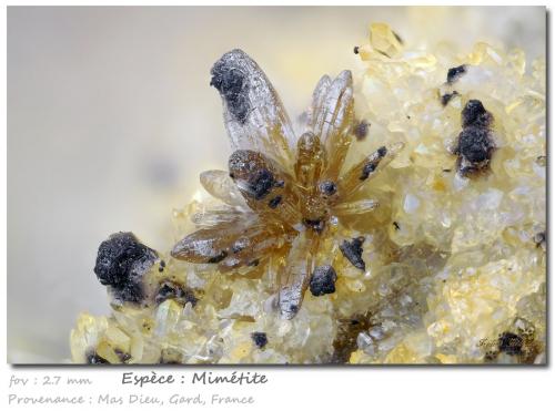 Mimetite<br />Mas Dieu, Mercoirol, Alès, Gard, Occitanie, France<br />fov 2.7 mm<br /> (Author: ploum)