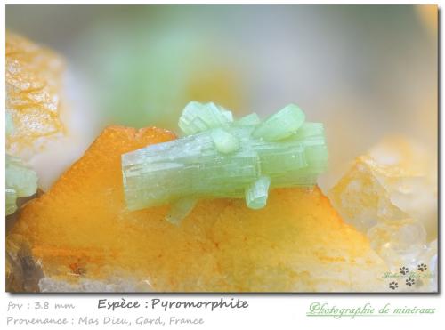 Pyromorphite<br />Mas Dieu, Mercoirol, Alès, Gard, Occitanie, France<br />3.8 mm<br /> (Author: ploum)