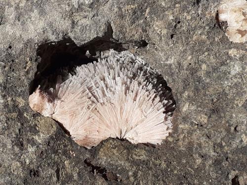 Natrolite<br />Piz Sella, Plan de Gralba, Selva di Val Gardena, Trento Province, Trentino-Alto Adige (Trentino-Südtirol), Italy<br />8 x 7 cm<br /> (Author: Volkmar Stingl)