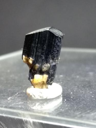 Schorl<br />San Piero in Campo, Campo nell'Elba, Isla de Elba, Provincia Livorno, Toscana, Italia<br />13,7 x 7 mm<br /> (Author: Sante Celiberti)