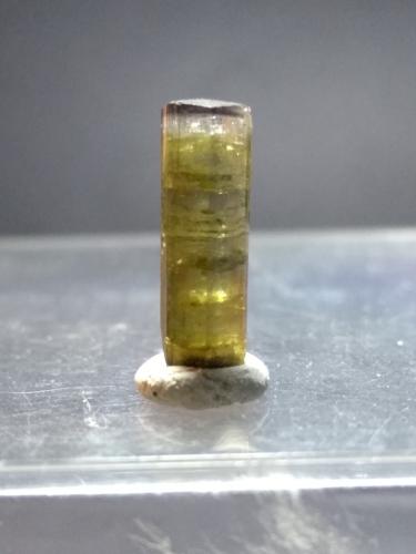 Elbaite<br />San Piero in Campo, Campo nell'Elba, Isla de Elba, Provincia Livorno, Toscana, Italia<br />14 x 4,5 mm<br /> (Author: Sante Celiberti)