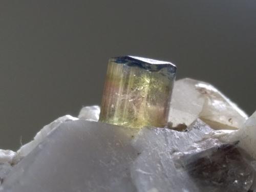 Elbaite, Quartz, Orthoclase<br />Fonte del Prete, San Piero in Campo, Campo nell'Elba, Isla de Elba, Provincia Livorno, Toscana, Italia<br />53,4 x 40,2 mm<br /> (Author: Sante Celiberti)