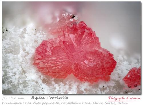 Variscite<br />Boa Vista (Eduardo) Mine, Conselheiro Pena, Vale do Rio Doce, Minas Gerais, Brazil<br />fov 1.6 mm<br /> (Author: ploum)