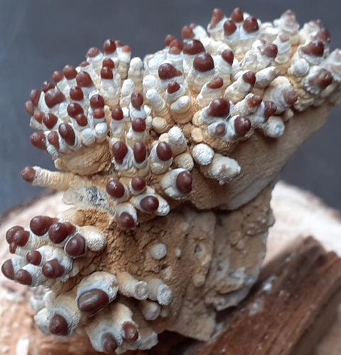 Aragonite<br />Eisriesenwelt Cave, Werfen, St. Johann im Pongau, Hohe Tauern, Salzburg, Austria<br />4,5 x 2,5 cm<br /> (Author: Volkmar Stingl)