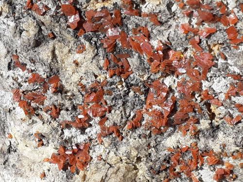 Wulfenite, Galena<br />Maoniuping Mine, Mianning, Liangshan Autonomous Prefecture, Sichuan Province, China<br />11 x 10 cm<br /> (Author: Volkmar Stingl)