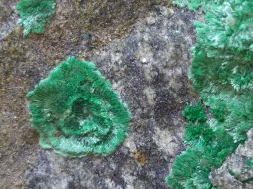 Malaquita<br />Montevecchio Mines, Arbus, Medio Campidano Province, Sardinia/Sardegna, Italy<br />63 x 45 mm<br /> (Autor: Sante Celiberti)