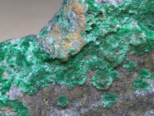 Malaquita<br />Montevecchio Mines, Arbus, Medio Campidano Province, Sardinia/Sardegna, Italy<br />63 x 45 mm<br /> (Autor: Sante Celiberti)