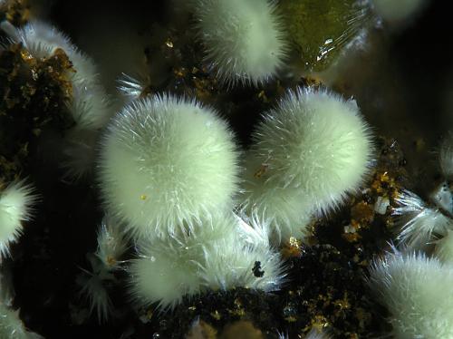 Kidwellita<br />La Paloma Mine, Zarza la Mayor, Mancomunidad Rivera de Fresnedosa, Cáceres, Extremadura, Spain<br />2mm<br /> (Autor: Rewitzer Christian)