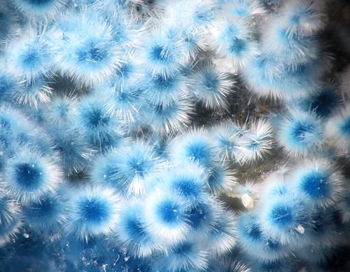 Connellite and Buttgenbachite<br />Casualidad Mine, Cordillera de los Picachos, Baños de Sierra Alhamilla, Pechina, Comarca Metropolitana de Almería, Almería, Andalusia, Spain<br />FOV 2,4 mm<br /> (Author: Rewitzer Christian)