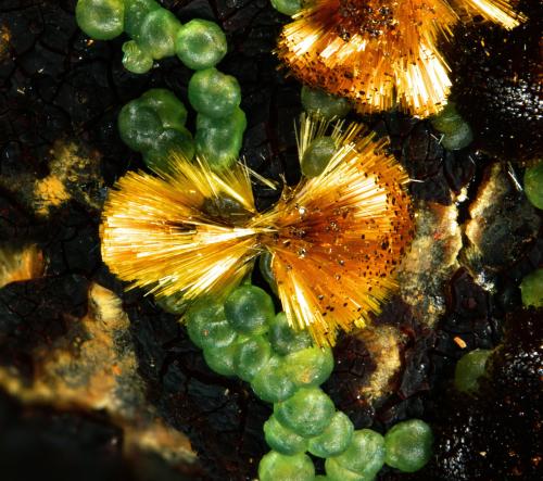 Chalcosiderite and Cacoxenite<br />El Horcajo Mines, El Horcajo, Almodóvar del Campo, Comarca Campo de Calatrava, Ciudad Real, Castilla-La Mancha, Spain<br />FOV 3 mm<br /> (Author: Rewitzer Christian)