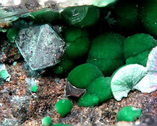 Spertiniite and Cuprite<br />Mina Casualidad, Cordillera de los Picachos, Baños de Sierra Alhamilla, Pechina, Comarca Metropolitana de Almería, Almería, Andalucía, España<br />FOV 1,6 mm<br /> (Author: Rewitzer Christian)