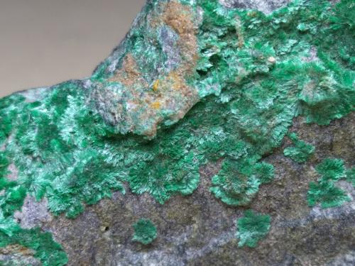 Malachite<br />Miniera Montevecchio, Arbus, Provincia Medio Campidano, Cerdeña/Sardegna, Italia<br />63 x 45 mm<br /> (Author: Sante Celiberti)