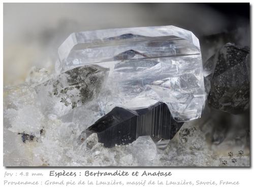 Bertrandite on Anatase<br />Grand Pic de la Lauzière, Macizo La Lauzière, Saint-Jean-de-Maurienne, Saboya, Auvergne-Rhône-Alpes, Francia<br />fov 4.8 mm<br /> (Author: ploum)
