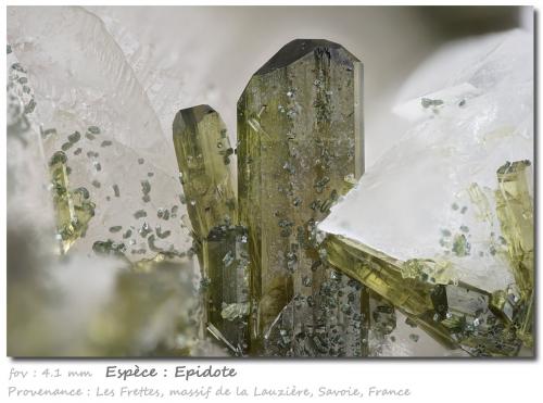Epidote<br />Les Frettes, Macizo La Lauzière, Saint-Jean-de-Maurienne, Saboya, Auvergne-Rhône-Alpes, Francia<br />fov 4.1 mm<br /> (Author: ploum)
