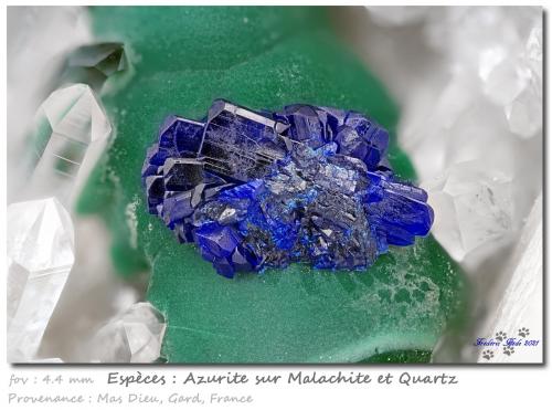 Azurite on Malachite<br />Mas Dieu, Mercoirol, Alès, Gard, Occitanie, France<br />fov 4.4 mm<br /> (Author: ploum)