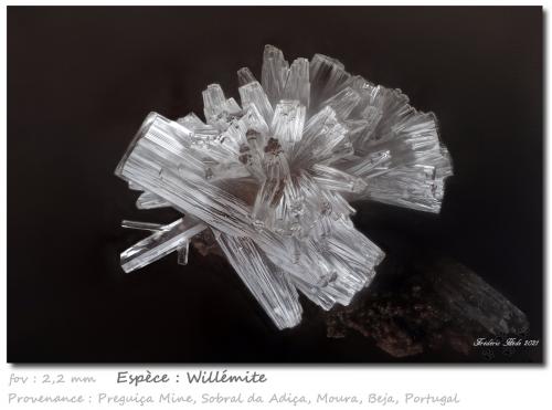 Willemite<br />Mina da Preguiça, Sobral da Adiça, Moura, Distrito Beja, Baixo Alentejo, Alentejo, Portugal<br />fov 2.2 mm<br /> (Author: ploum)