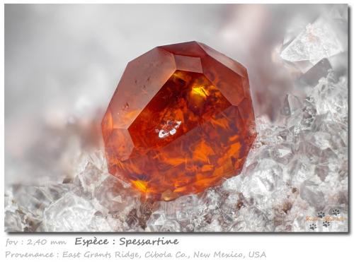 Spessartine<br />Sierra East Grants, Condado Cibola, New Mexico, USA<br />fov 2.4 mm<br /> (Author: ploum)