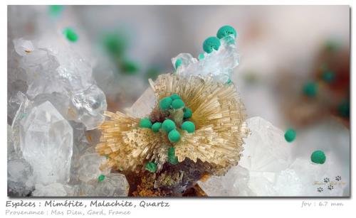 Mimetite and Malachite<br /><br />fov 6.7 mm<br /> (Author: ploum)
