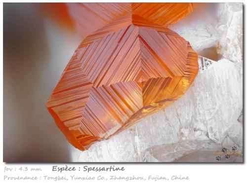 Spessartine<br />Catas Spessartina Wushan, Tongbei, Yunxiao, Prefectura Zhangzhou, Provincia Fujian, China<br />fov  4.3 mm<br /> (Author: ploum)