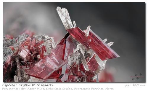 Erythrite<br />Minas Bou Azzer, distrito minero Bou Azzer, Provincia Ouarzazate, Región Drâa-Tafilalet, Marruecos<br />fov 12.5 mm<br /> (Author: ploum)