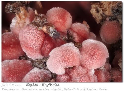 Erythrite<br />Minas Bou Azzer, distrito minero Bou Azzer, Provincia Ouarzazate, Región Drâa-Tafilalet, Marruecos<br />fov 4.5 mm<br /> (Author: ploum)