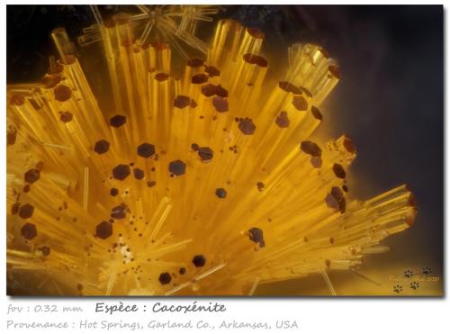 Cacoxenite<br />Hot Springs, Garland County, Arkansas, USA<br />fov 0,31 mm<br /> (Author: ploum)
