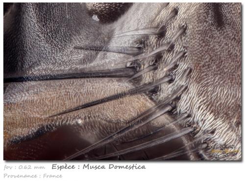 Musca domestica (not a mineral)<br /><br />fov 0.62 mm<br /> (Author: ploum)