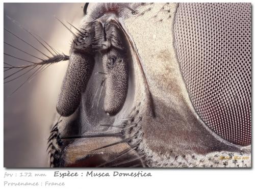 Musca domestica (not a mineral)<br /><br />fov 1.72 mm<br /> (Author: ploum)