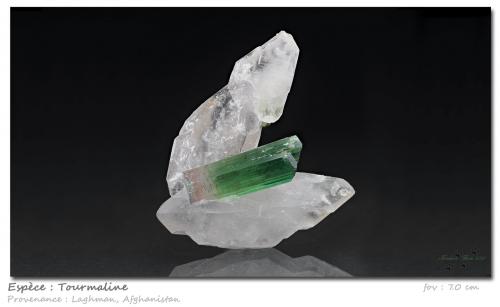 Tourmaline<br />Nilaw-Kolum Pegmatite, Laghman Province, Afghanistan<br />fov 7.0 cm<br /> (Author: ploum)