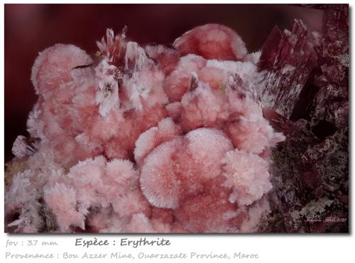 Erythrite<br />Minas Bou Azzer, distrito minero Bou Azzer, Provincia Ouarzazate, Región Drâa-Tafilalet, Marruecos<br />fov 3.7 mm<br /> (Author: ploum)