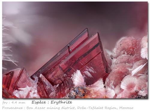 Erythrite<br />Distrito minero Bou Azzer, Región Drâa-Tafilalet, Marruecos<br />fov 4.4 mm<br /> (Author: ploum)