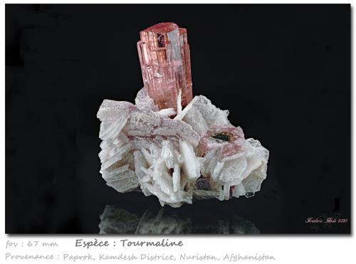 Tourmaline<br />Paprok, Distrito Kamdesh, Provincia Nuristan, Afganistán<br />fov 67 mm<br /> (Author: ploum)