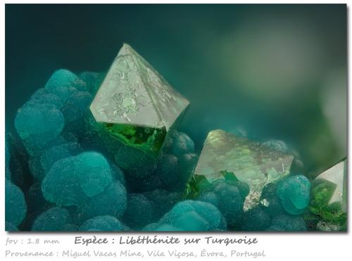Libethenite and Turquoise<br />Mina Miguel Vacas, Freguesías Pardais y Conceição, Vila Viçosa, Distrito Évora, Província Alentejo Central, Región Alentejo, Portugal<br />fov 1.8 mm<br /> (Author: ploum)