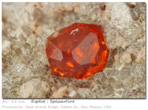 Garnet (variety spessartine)<br />Sierra East Grants, Condado Cibola, New Mexico, USA<br />fov 3 mm<br /> (Author: ploum)