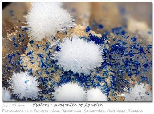 Aragonite and Azurite<br />Les Ferreres Mine, Rocabruna, Camprodon, Comarca Ripollès, Gerona / Girona, Catalonia / Catalunya, Spain<br />fov 3.7 mm<br /> (Author: ploum)