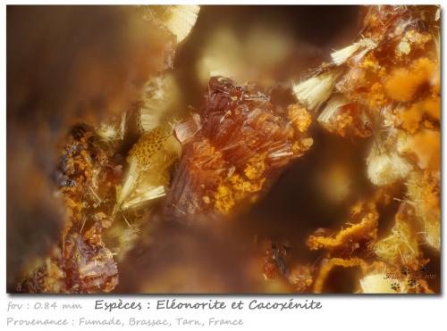 Eleonorite and Cacoxenite<br /><br />fov 0.84 mm<br /> (Author: ploum)