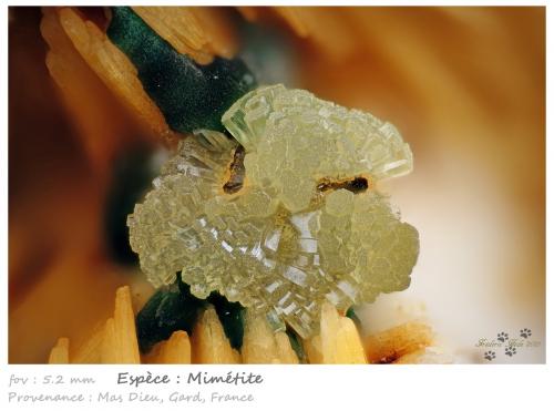 Mimetite<br />Mas Dieu, Mercoirol, Alès, Gard, Occitanie, Francia<br />fov 5.2 mm<br /> (Author: ploum)