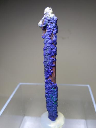 Azurite, Malachite, Quartz<br />M'Cissi, Comunidad Alnif, Provincia Tinghir, Región Drâa-Tafilalet, Marruecos<br />70 x 11 mm<br /> (Author: Sante Celiberti)